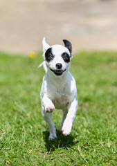 pinscher breed puppy  - 608343376