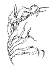 Vector Seaweed illustration. Hand drawn drawing of Algae in outline style painted by black inks on white isolated background. Line art of underwater laminaria. Engraving of marine plant for cosmetics. - obrazy, fototapety, plakaty
