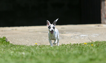 pinscher breed puppy  - 608343503