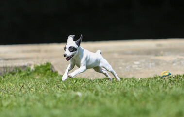 pinscher breed puppy  - 608343534