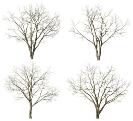 Obraz premium Trees without leaves cutout backgrounds 3d rendering png