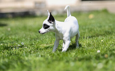 pinscher breed puppy  - 608343564
