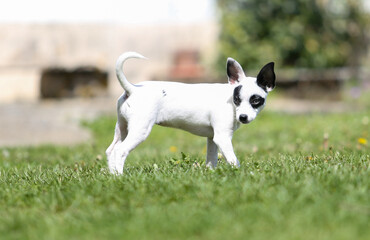pinscher breed puppy  - 608343569