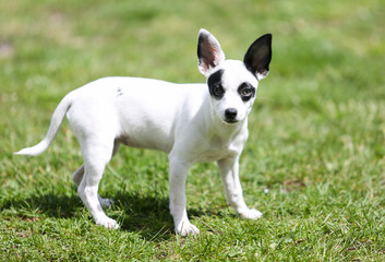 pinscher breed puppy  - 608343711