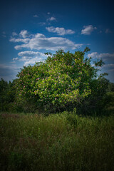 trees and blue sky