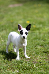 pinscher breed puppy 