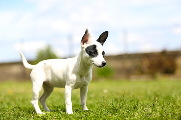pinscher breed puppy  - 608343940