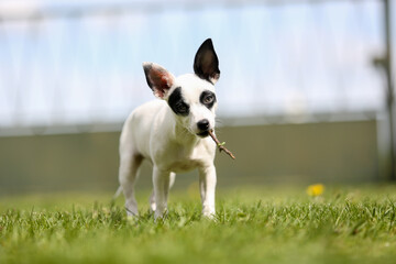 pinscher breed puppy  - 608344327
