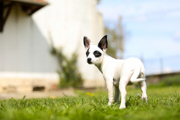 pinscher breed puppy  - 608344345
