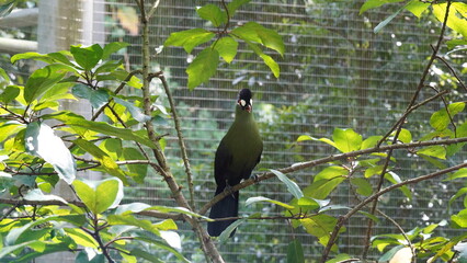 White-cheeked turaco|Menelikornis leucotis|白頰蕉鵑蕉鵑