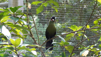 White-cheeked turaco|Menelikornis leucotis|白頰蕉鵑蕉鵑