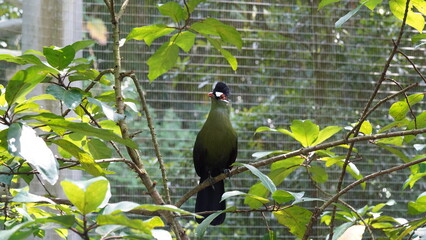 White-cheeked turaco|Menelikornis leucotis|白頰蕉鵑蕉鵑