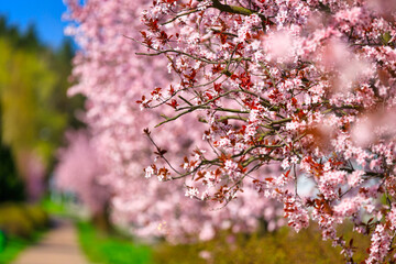 Spring alley of blossom pink cherry trees in Poland