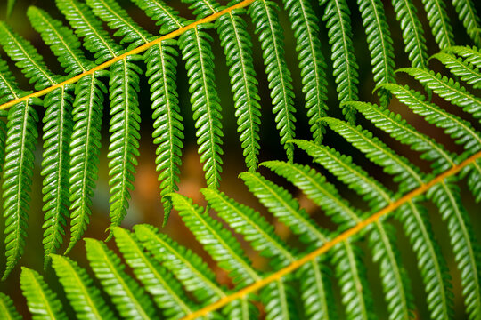 2 parallel contrarotating bright green fern fronds with perfect regular leaf pattern and structures. Natural organic background with graphic shapes. Macro close up in botanical garden in Germany. 