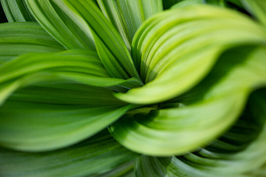 False hellebores or helleborines or corn lilies (Veratrum), a genus of flowering plants in the family Melanthiaceae. Decorative fresh green leaves shaped like cones, funnels or fillers. Macro close up