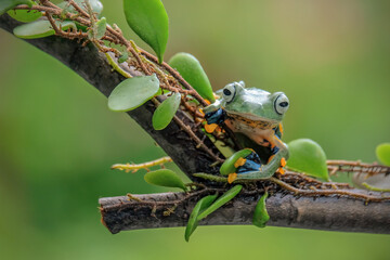 green frog on a leaf