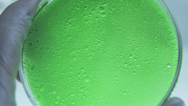 Substance from marine plants and algae. Biofuel. Nutrient biomass. Petri dish with green liquid and air bubbles. Laboratory experiments. Toxicity and pollution.