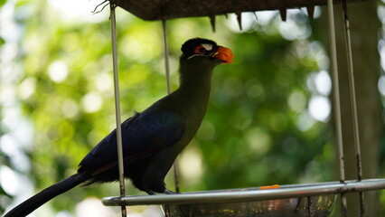 White-cheeked turaco|Menelikornis leucotis|白頰蕉鵑蕉鵑