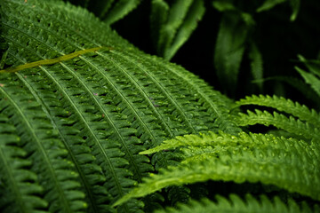 fern leaf in the forest
