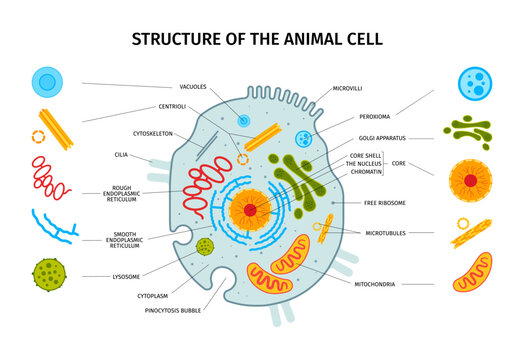 Animal Cell Structure Composition