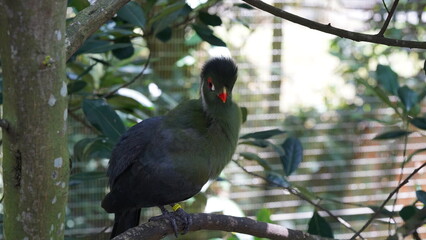 White-cheeked turaco|Menelikornis leucotis|白頰蕉鵑蕉鵑