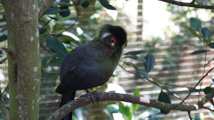 White-cheeked turacoは、学名Menelikornis leucotisです。白頰蕉鵑蕉鵑