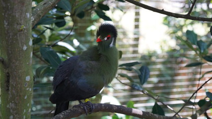 White-cheeked turaco|Menelikornis leucotis|白頰蕉鵑蕉鵑