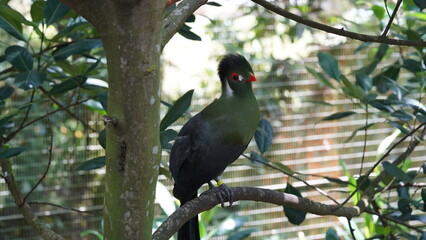 White-cheeked turaco|Menelikornis leucotis|白頰蕉鵑蕉鵑