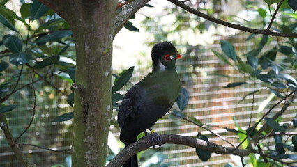 White-cheeked turaco|Menelikornis leucotis|白頰蕉鵑蕉鵑