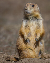 Black-tailed prairie dog (cynomys ludovicianus) in the Badlands National Park during spring.  

