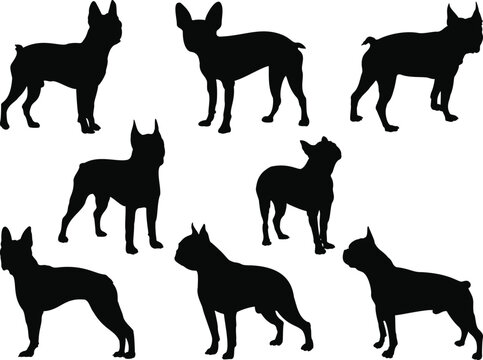 Set of Boston Terrier Silhouette, Animal Bundle