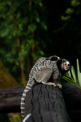 Pygmy marmoset, small monkey from the rainforests of the Amazon Basin in South America.
