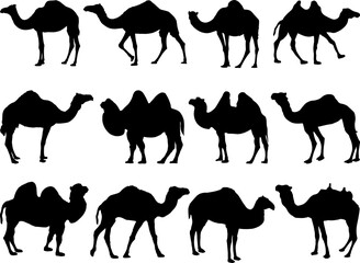 Set of Camels Silhouette