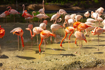 group of pink flamingoes near the pond