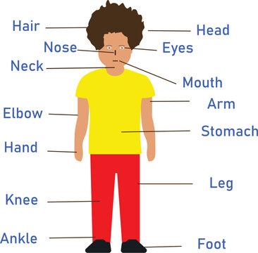 Body Parts Name In English