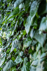 A wall of common ivy growing on wall. Background or texture