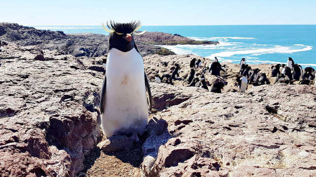 pinguino de penacho