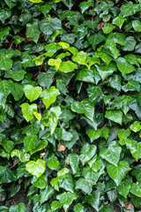 A wall of common ivy growing on wall. Background or texture