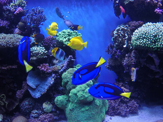 Fototapeta na wymiar Beautiful view of the coral reef