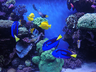 Fototapeta na wymiar Coral reef exhibit in the Monterey Bay Aquarium