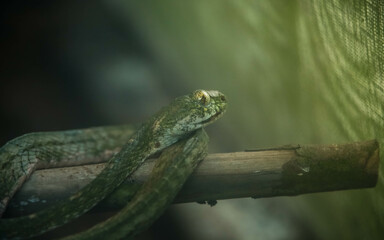 green snake close up on tree