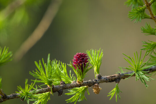 the young needles and red young cone of a larch tree at a spring day