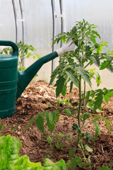 Green watering can next to the plants of young lettuce in the greenhouse. The concept of growing organic vegetables