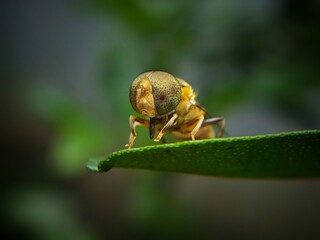 Eristalinus is a genus of hoverfly. Most species have very distinctive eye marking in the form of spots or banding, though these features may fade on some preserved specimens.