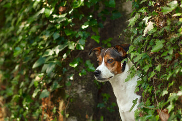 dog peeks out from behind ivy branches. Charming mix of breeds. pet portrait