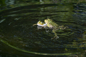 Two territorial male water frogs (Pelophylax kl. esculentus) fighting and croaking with vocal sacs in a dark pond, dark background, copy space, selected focus