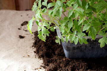 Young seedlings in a container. How to grow food at home on a windowsill. Sprouts of green plants and home gardening