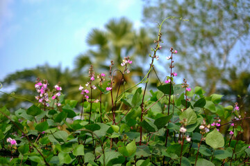 Obraz premium Flowers of bean plants are blooming 