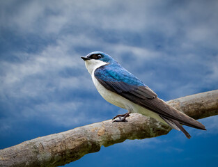 Obraz premium Beautiful blue and white tree swallow about to take flight