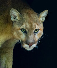 Endangered cougar or puma stares directly into camera